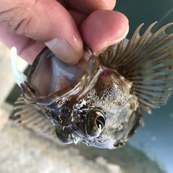 ガッシーマンション発見！