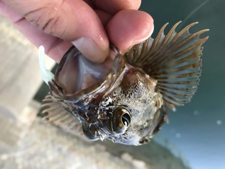 ガッシーマンション発見！