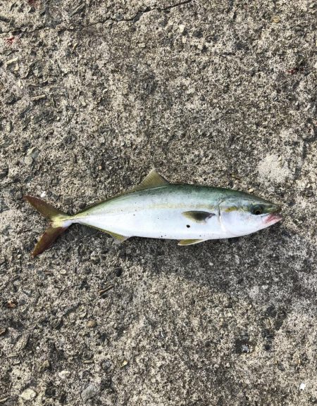 ツバスしかおらん