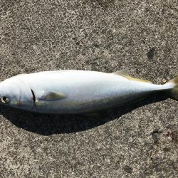 アオリ狙い からの