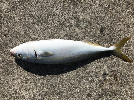 アオリ狙い からの