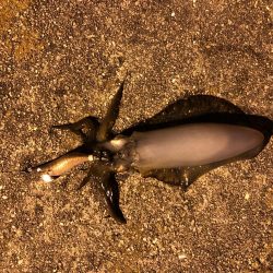 県南でエギング