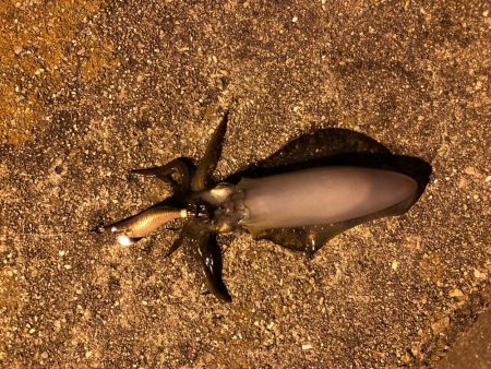 県南でエギング