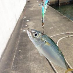 シーバス狙いでの釣行のはずが…