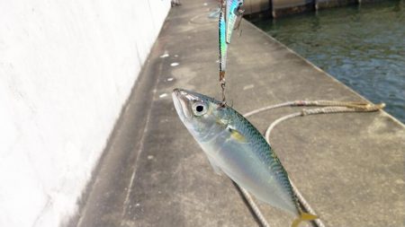 シーバス狙いでの釣行のはずが…