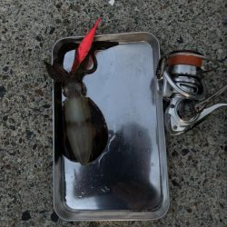 アオリイカ釣行