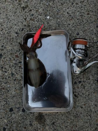 アオリイカ釣行