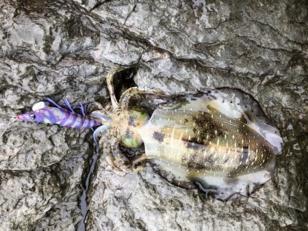 釣果もハリケーン‼︎