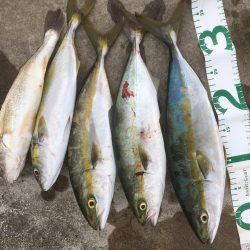 イシモチ、ツバス4