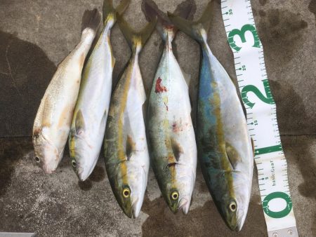 イシモチ、ツバス4