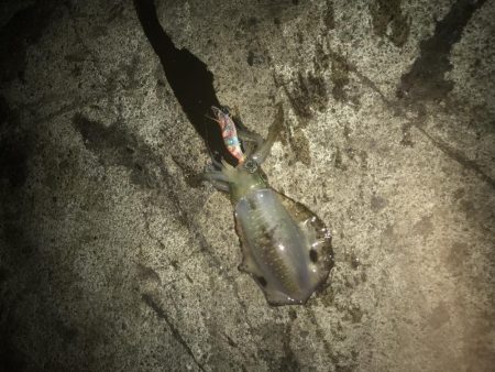 秋イカ釣り