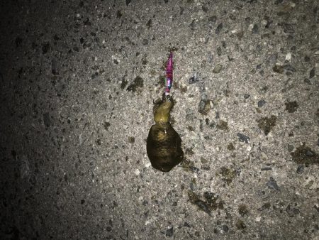 コロッケアオリ