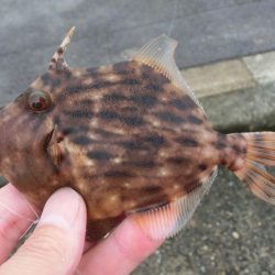 カワハギ来たーーーっ‼