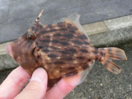 カワハギ来たーーーっ‼