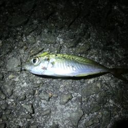 初めてのアジング