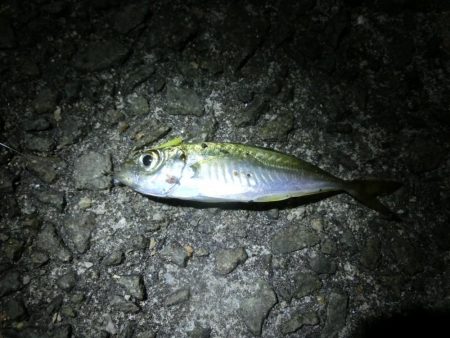 初めてのアジング