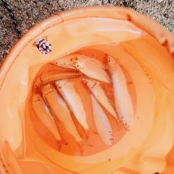 サビキでサッパ、サーフは惨敗・・・