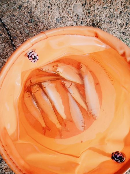 サビキでサッパ、サーフは惨敗・・・