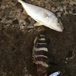 ライトショアジギング