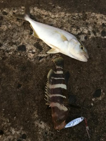 ライトショアジギング