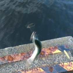 またタチウオ不発