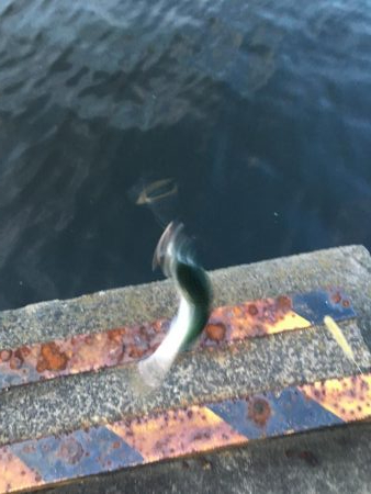 またタチウオ不発