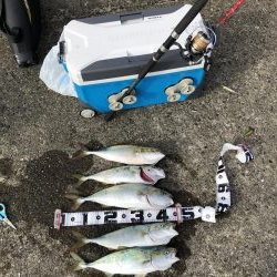 サワラ釣りたかった