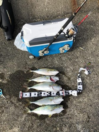 サワラ釣りたかった