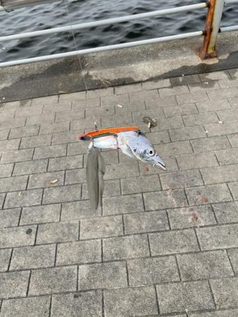 コスモスクエアにて!