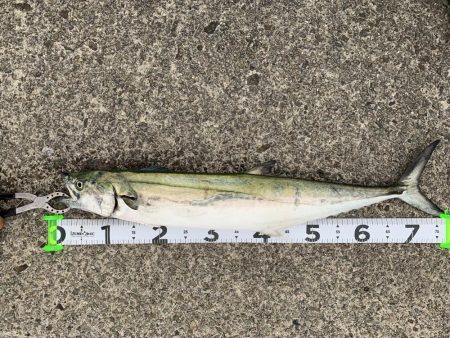 ショアジギング