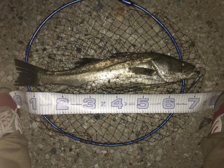 橋脚の明暗打ち