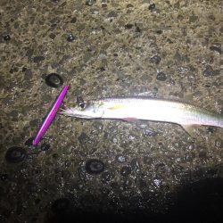 シーバス狙いでカマス