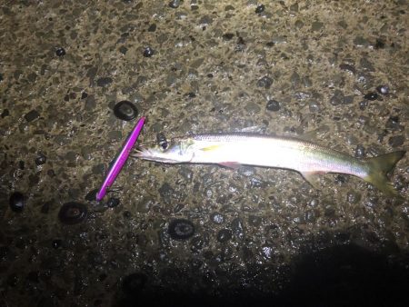 シーバス狙いでカマス