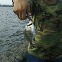 サイズは小さいが