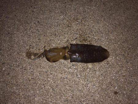 イカのちシーバス