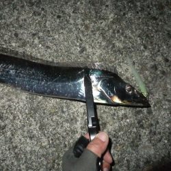 今年はグッドサイズ