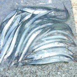 南芦屋は西側石畳のサヨリ