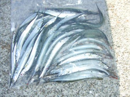 南芦屋は西側石畳のサヨリ