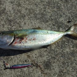 南芦屋浜 小さくてもハマチ(?)