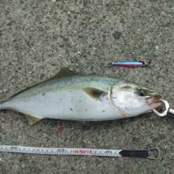 南芦屋浜東　サヨリ釣れず、ハマチ４４㎝