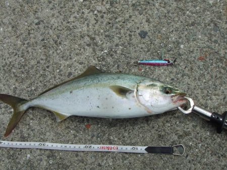南芦屋浜東　サヨリ釣れず、ハマチ４４㎝