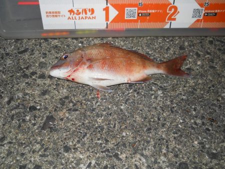 久しぶりの投稿