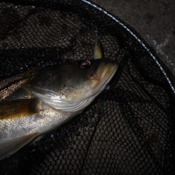 ベイトはシラサエビなのか?