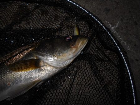 ベイトはシラサエビなのか?