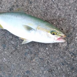 早朝ショアジギング!!