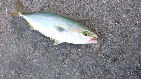 早朝ショアジギング!!