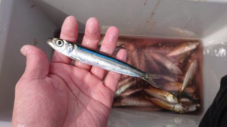 餌無しサビキで4魚種、ウルメイワシがたくさ…