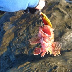 ショアジョギング