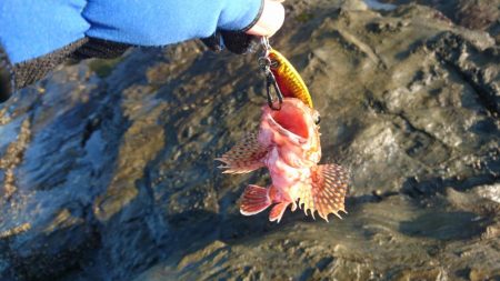 ショアジョギング