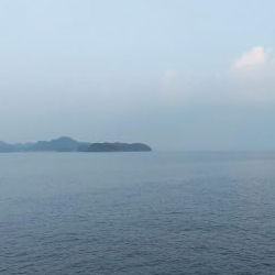 ネリゴとアオリイカ